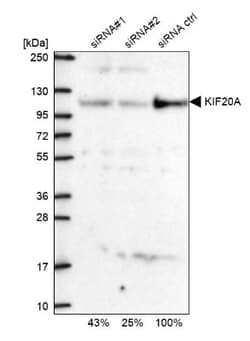 KIF20A Antibody, Novus Biologicals:Antibodies:Primary Antibodies
